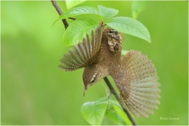<p>STŘÍZLÍK OBECNÝ (Troglodytes troglodytes) Šluknov ----- /Eurasian wren - Zaunköking/</p>